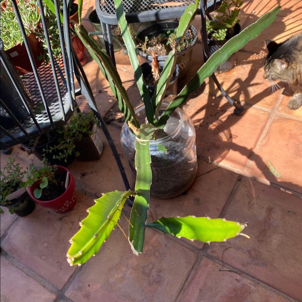 Dragon fruit plant